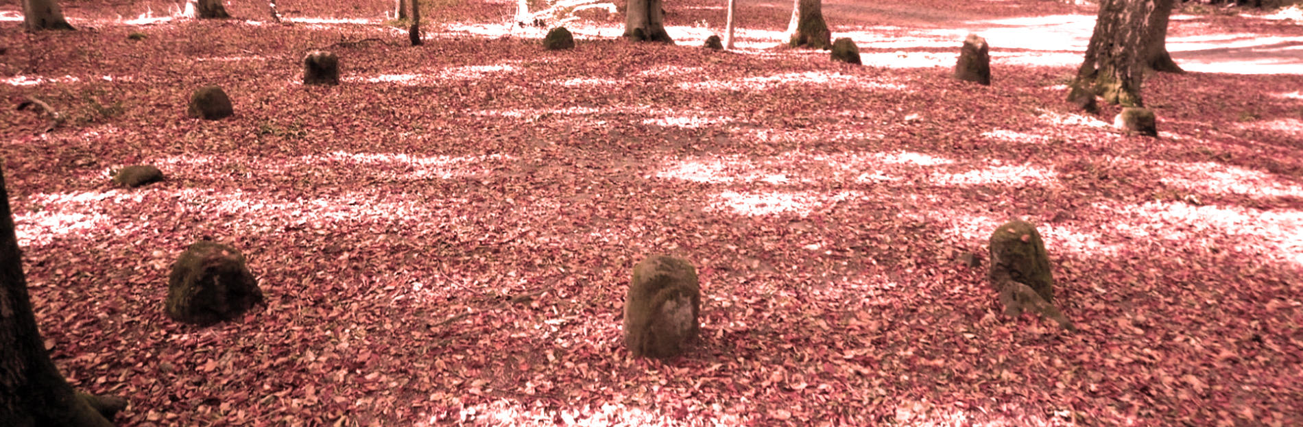 banner1