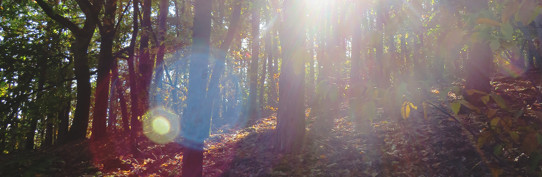 banner1